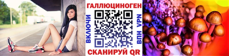 Купить  Тара  Псилоцибиновые грибы Psilocybe 